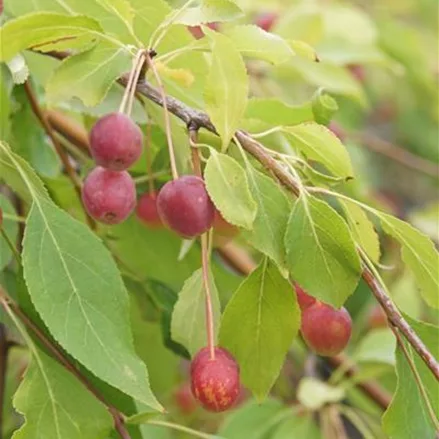 Zierapfel 'Red Jade'