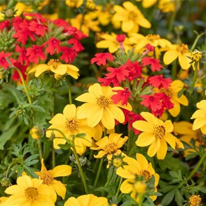 So bekommen Sommerblumen Wachstumsschübe