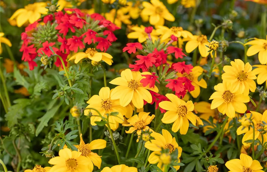 So bekommen Sommerblumen Wachstumsschübe