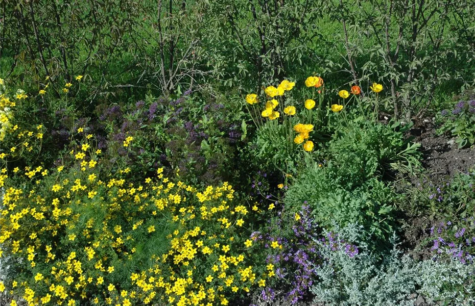 So bekommen Sommerblumen Wachstumsschübe