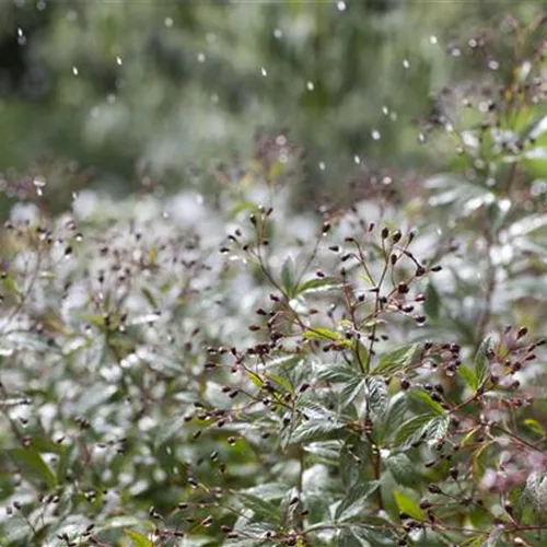 Durstige Pflanzen einfach mit Regenwasser gießen