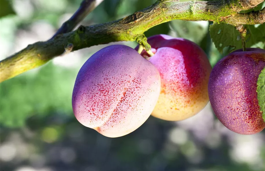 Obstbäume und -sträucher bei Olerum online kaufen