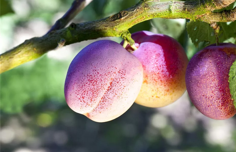 Die Streuobstwiese – Gesundheit zum Selberpflücken