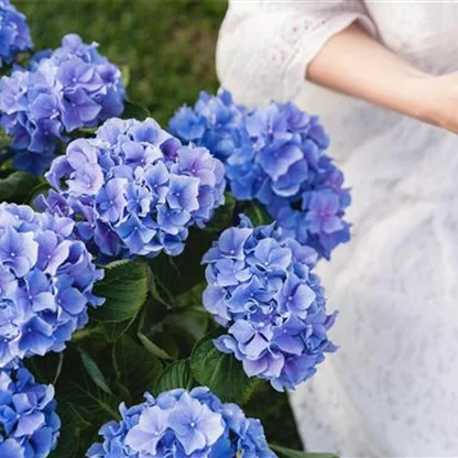 Mit Bauern-Hortensie ländliche Schönheit erleben