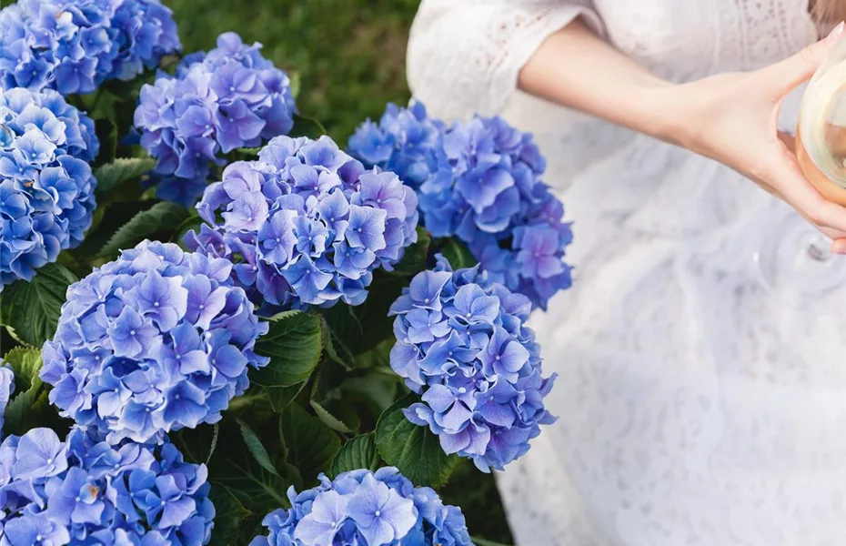 Mit Bauern-Hortensie ländliche Schönheit erleben