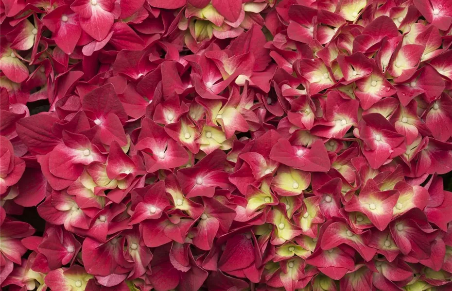 Mit Bauern-Hortensie ländliche Schönheit erleben