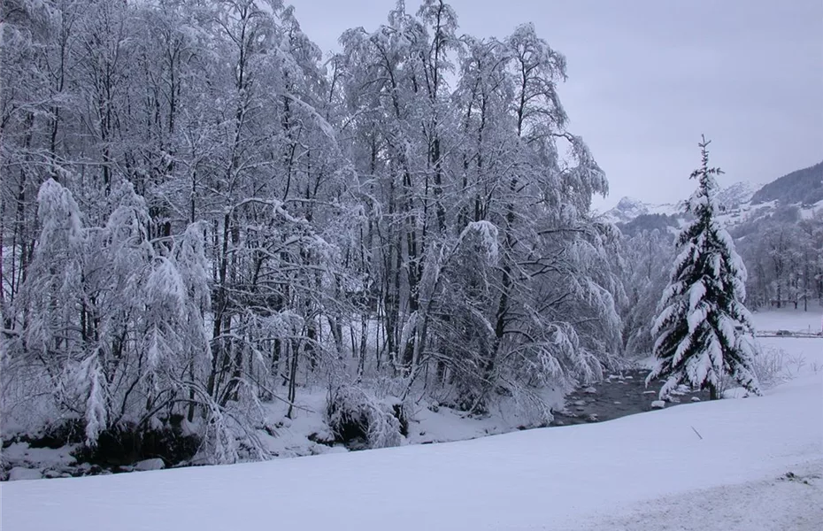 Der perfekte Winterschutz für Blumenzwiebeln