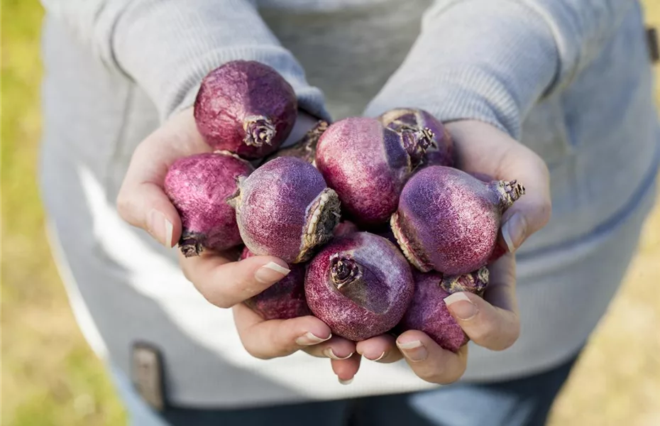 Winterfester Garten – Das ist alles zu erledigen