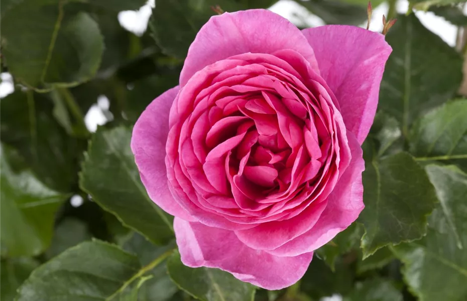 Im Oktober Rosen pflanzen verspricht den größten Erfolg