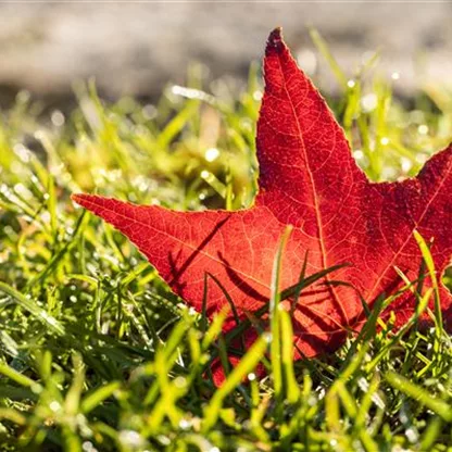 Laub im Garten stört nicht, sondern ist praktisch