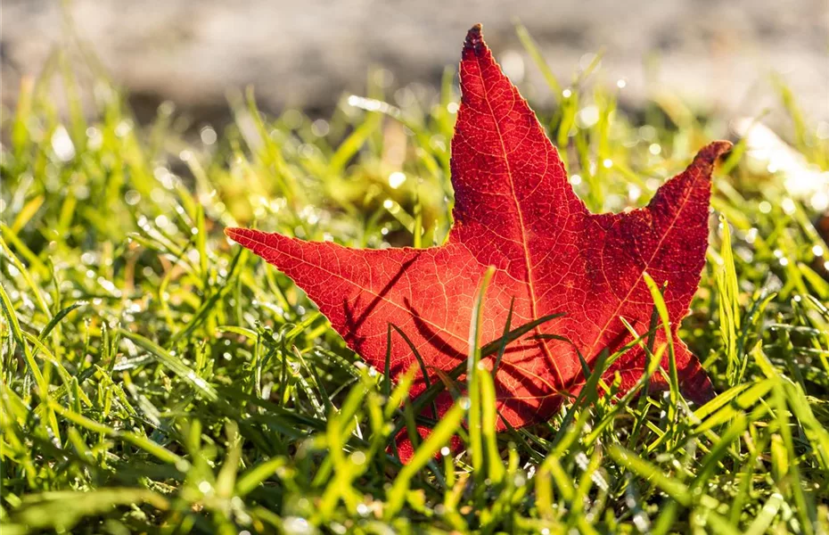 Laub im Garten stört nicht, sondern ist praktisch