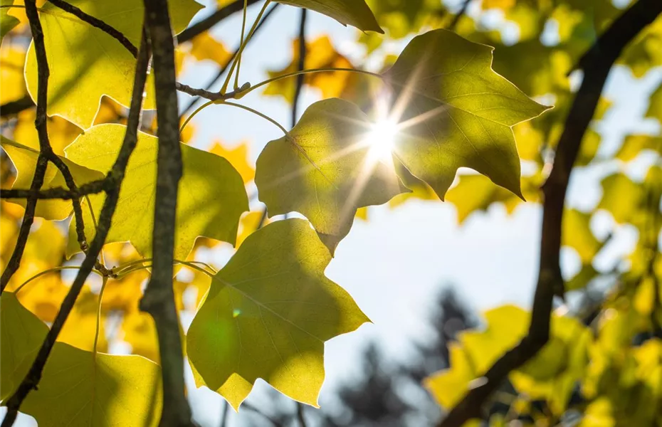 Laub im Garten stört nicht, sondern ist praktisch