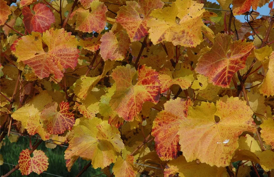 Laub im Garten stört nicht, sondern ist praktisch