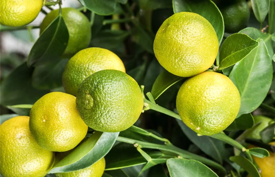 Obstbäume pflanzen - leicht gemacht