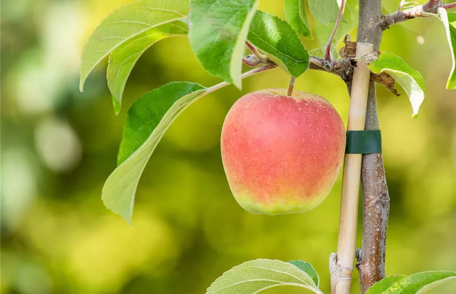 Obstbäume pflanzen - leicht gemacht