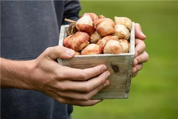 So überwintern Blumenzwiebeln im Topf