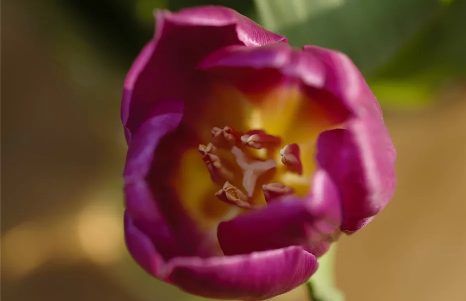 So überwintern Blumenzwiebeln im Topf