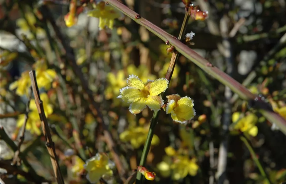 Der Winterjasmin – bunte Blüten für den Garten im Winter