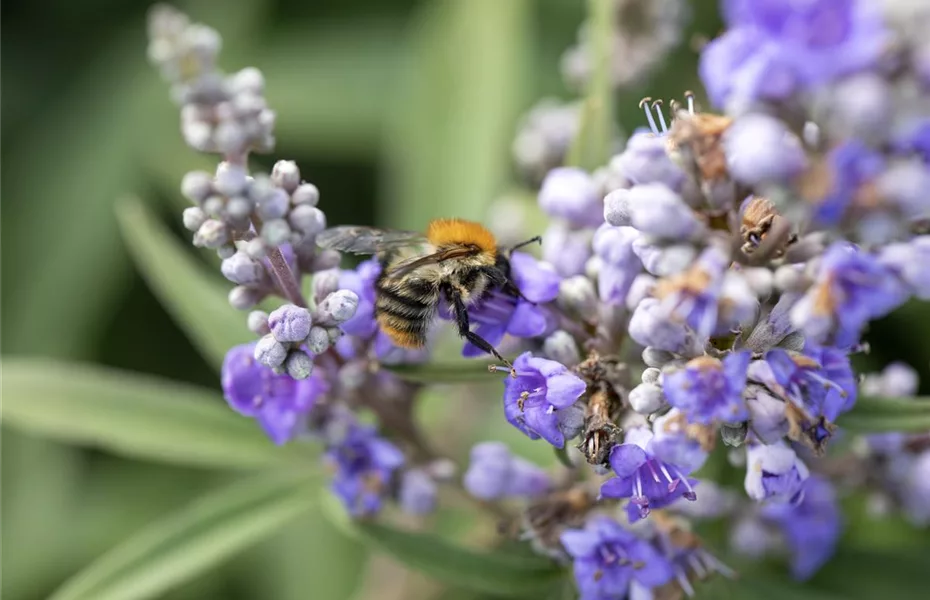 Bienenfreundliche Sommerblumen erfreuen jeden