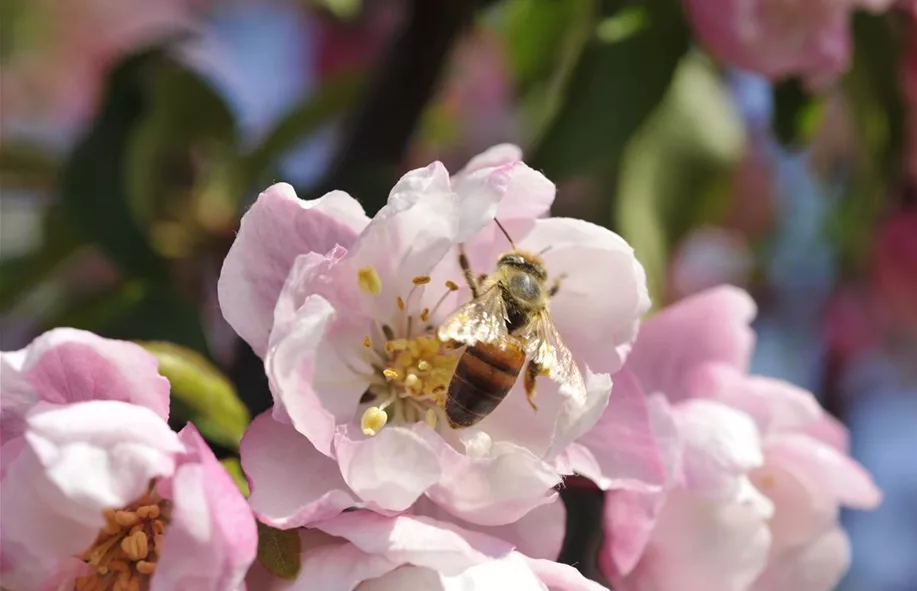 Obstbäume und -stäucher online bestellen