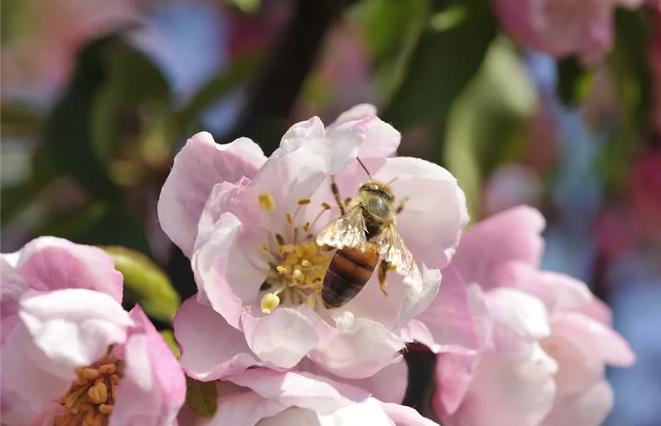 Bienenfreundliche Sommerblumen erfreuen jeden