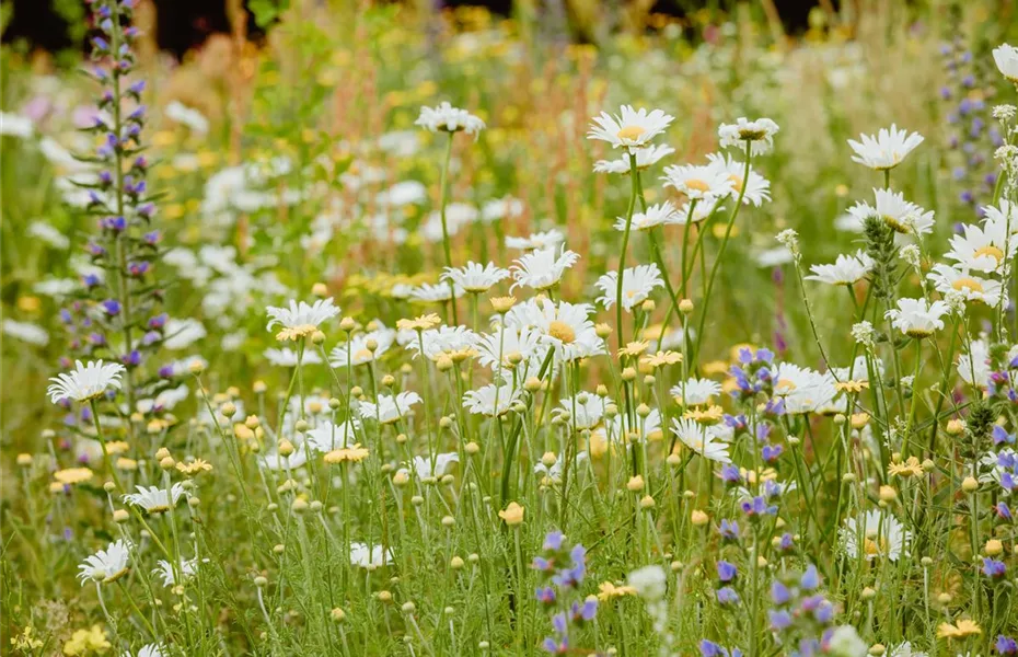 Bienenfreundliche Sommerblumen erfreuen jeden