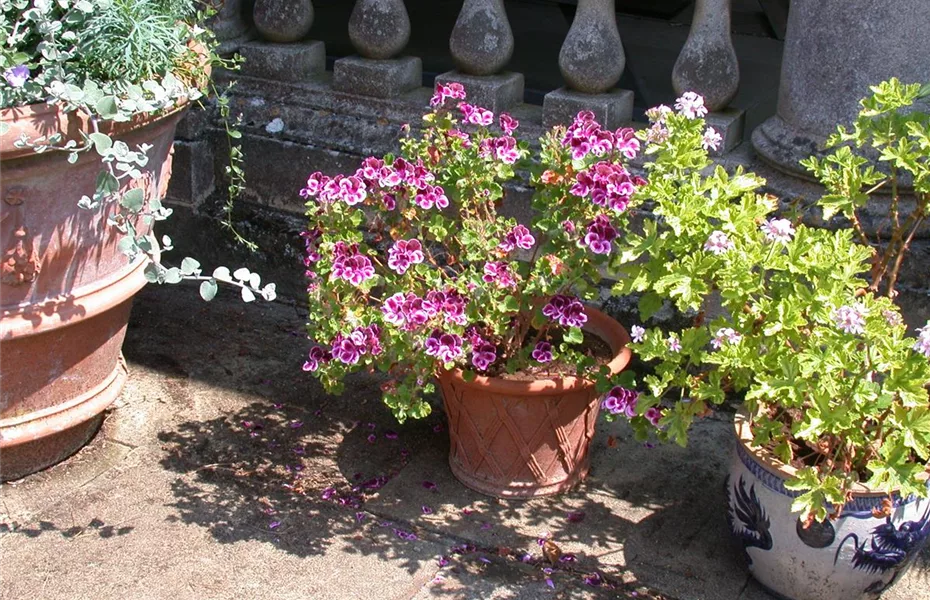 Alte Blumenkübel behalten - Fantasie walten lassen