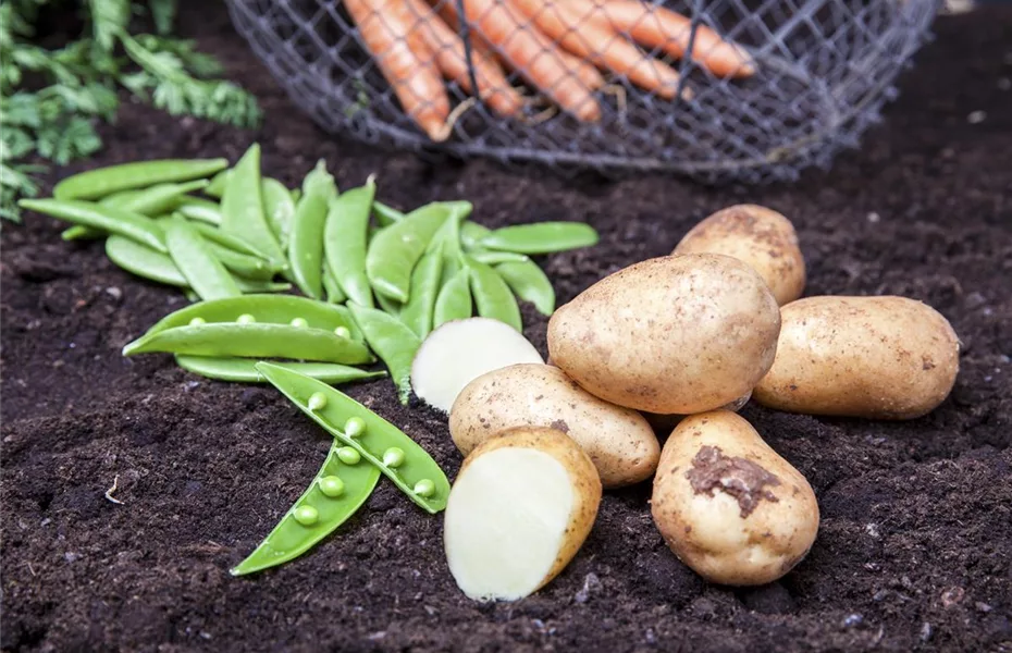 Auf gute Nachbarn! Richtige Mischkultur im Garten