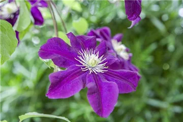 Clematis und Rosen gehören zu den Traumpaaren im Garten