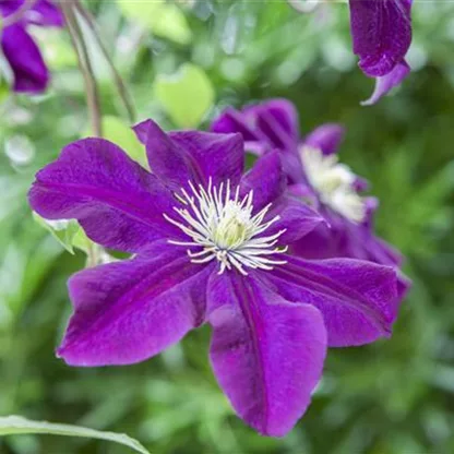 Clematis und Rosen gehören zu den Traumpaaren im Garten