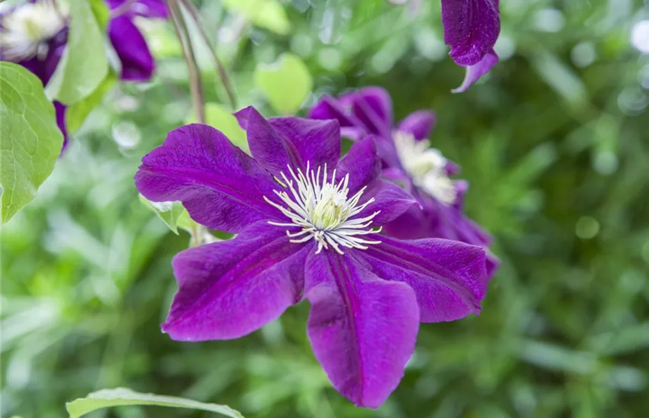 Clematis und Rosen gehören zu den Traumpaaren im Garten