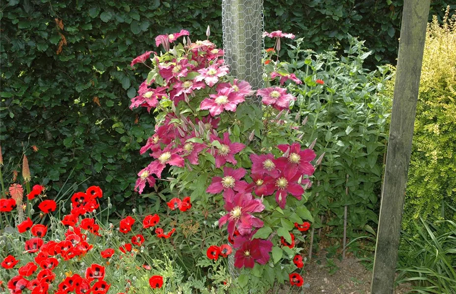 Clematis und Rosen gehören zu den Traumpaaren im Garten