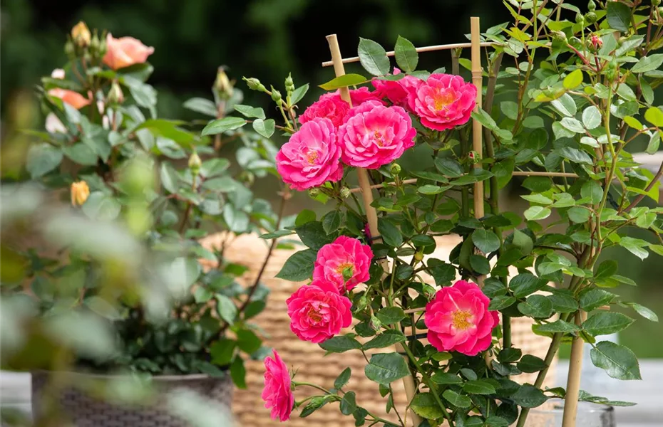 Clematis und Rosen gehören zu den Traumpaaren im Garten