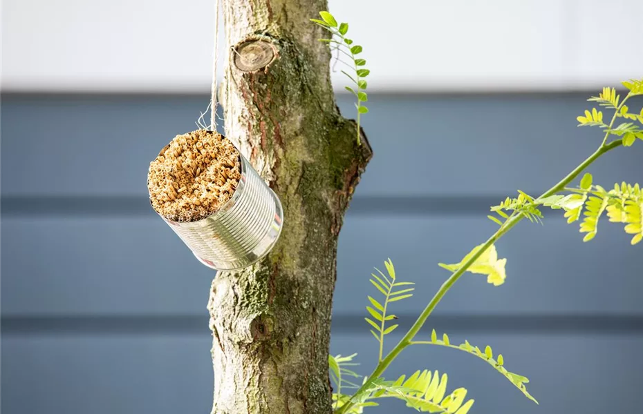 Das Insektenhotel – Wohnanlage für nützliche Tiere