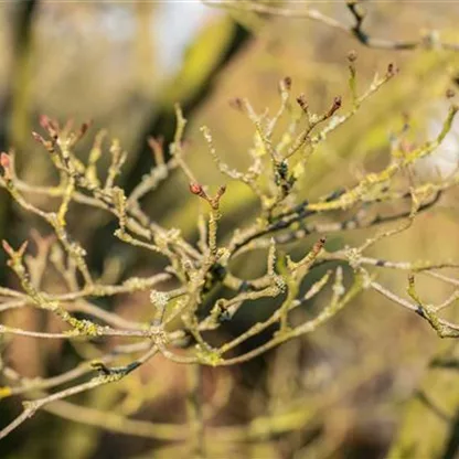 Der Herbst – Pflanzzeit für Laub- und Nadelgehölze