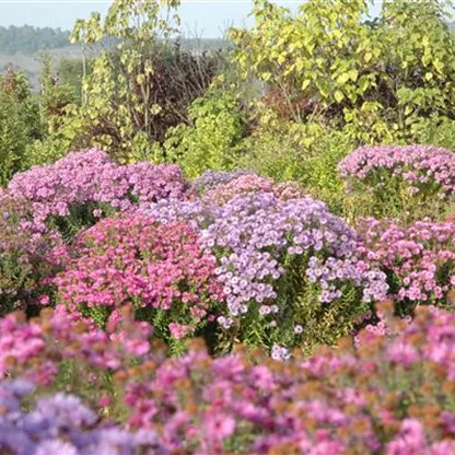 Der Herbst wird bunt - acht schöne Herbstblumen 