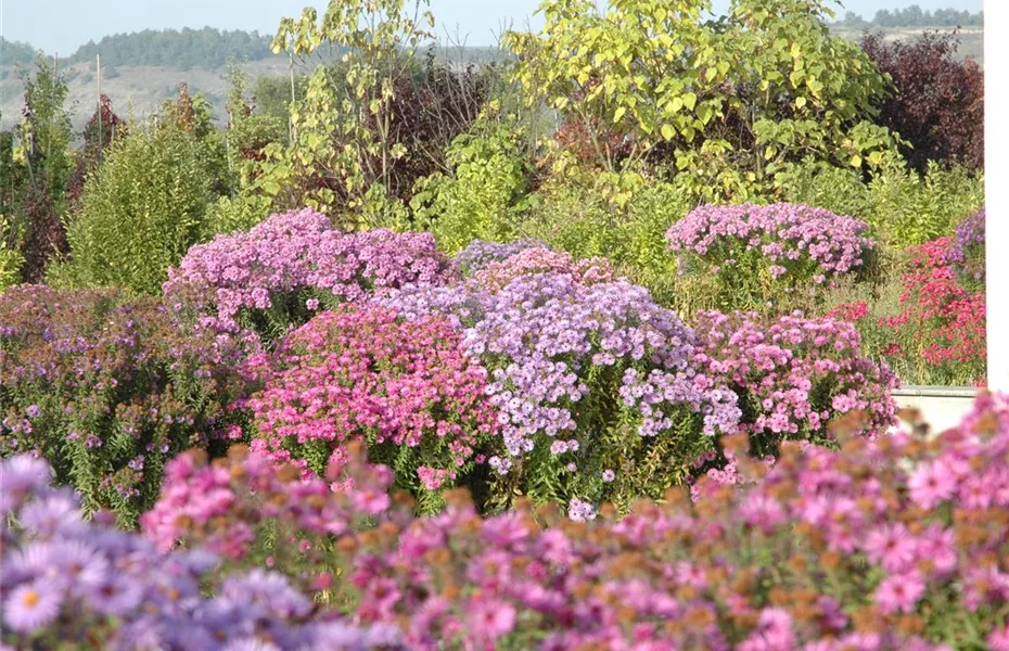 Der Herbst wird bunt - acht schöne Herbstblumen 