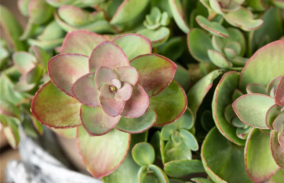 Der Herbst wird bunt - acht schöne Herbstblumen 