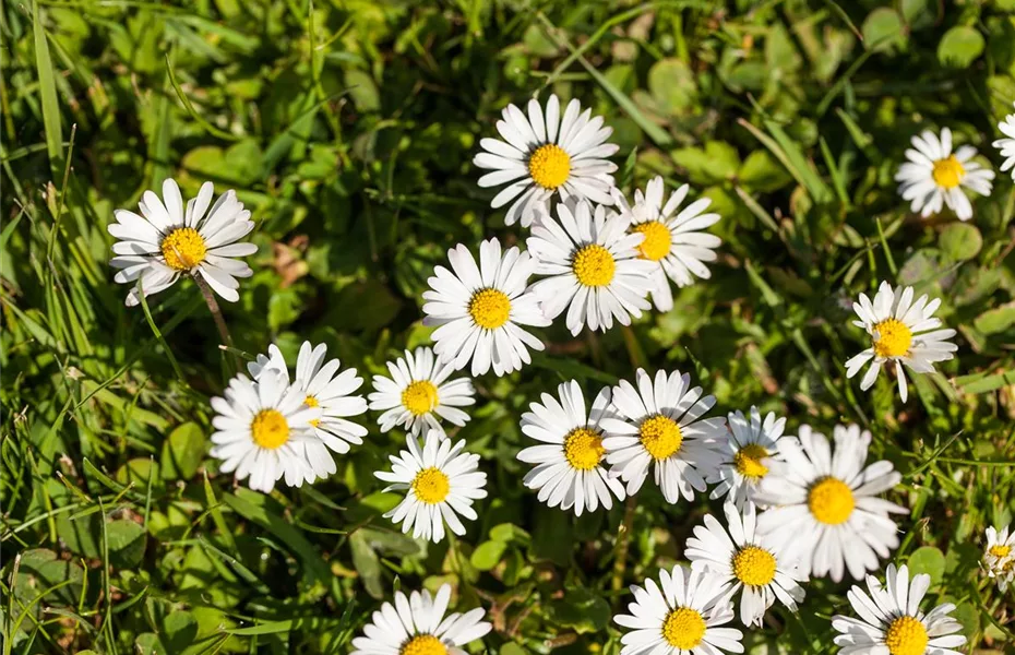 Naturgarten – herrlicher Ausgleich zum Arbeitsalltag