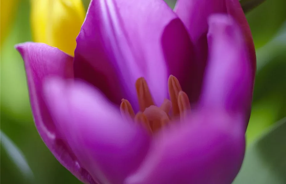 Bedeutung von Trauerblumen - eine Auswahlhilfe