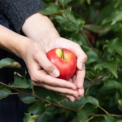 Ernte im Obstgarten - ein Highlight für die Familie