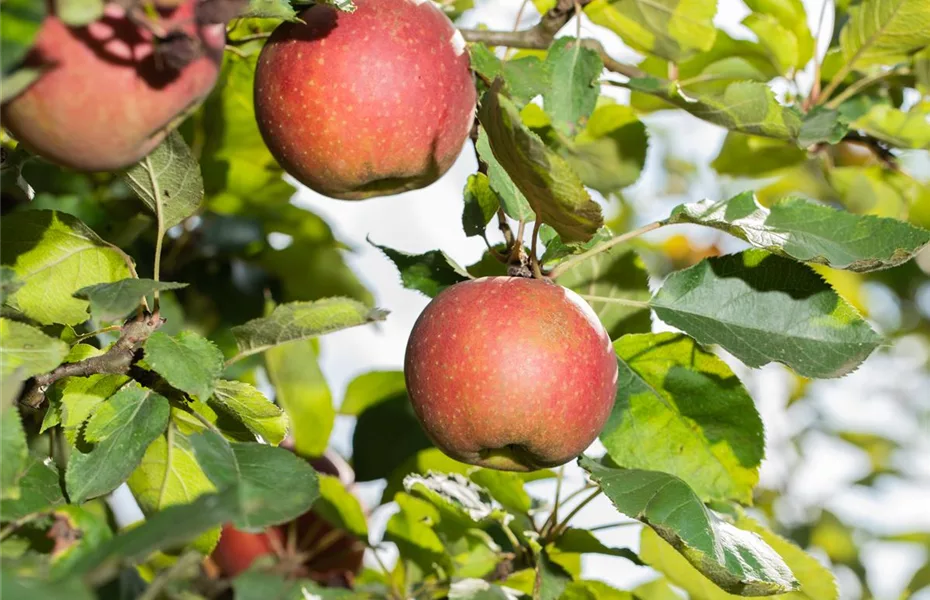 Obstgehölze kaufen und einen eigenen Naschgarten anlegen