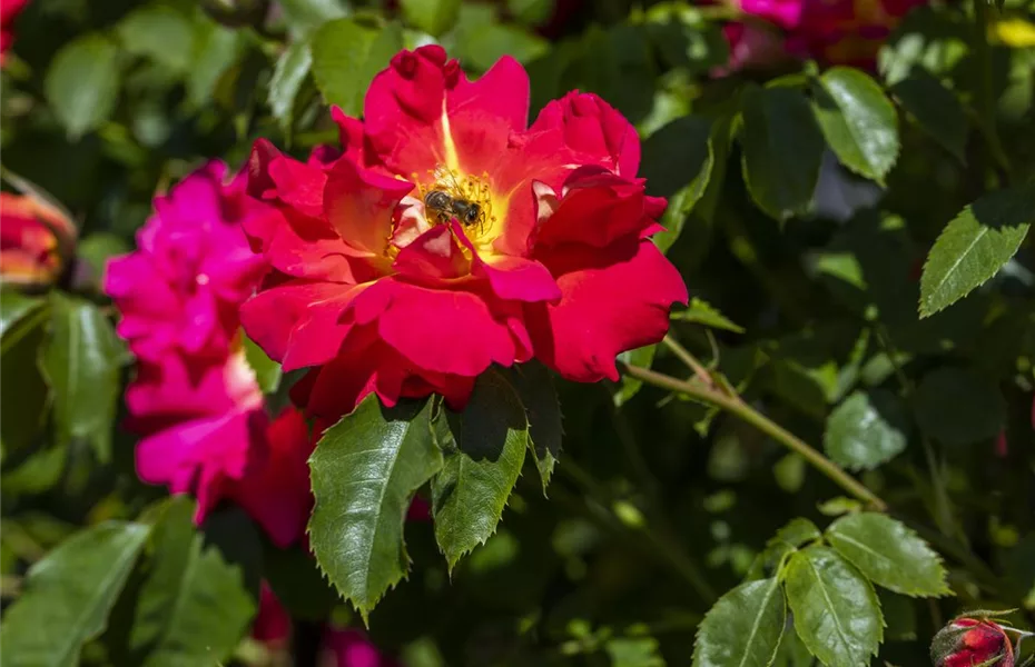 Durch Gemüse wird Ihr Garten zur Insektenweide! 