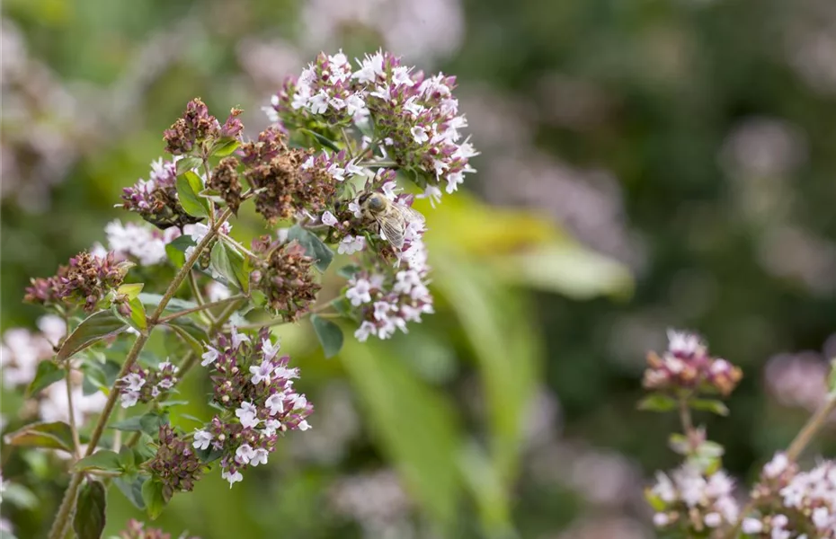 Durch Gemüse wird Ihr Garten zur Insektenweide! 