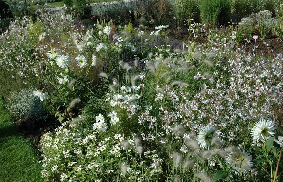 Gräser im Garten – vielseitiger als man denkt!