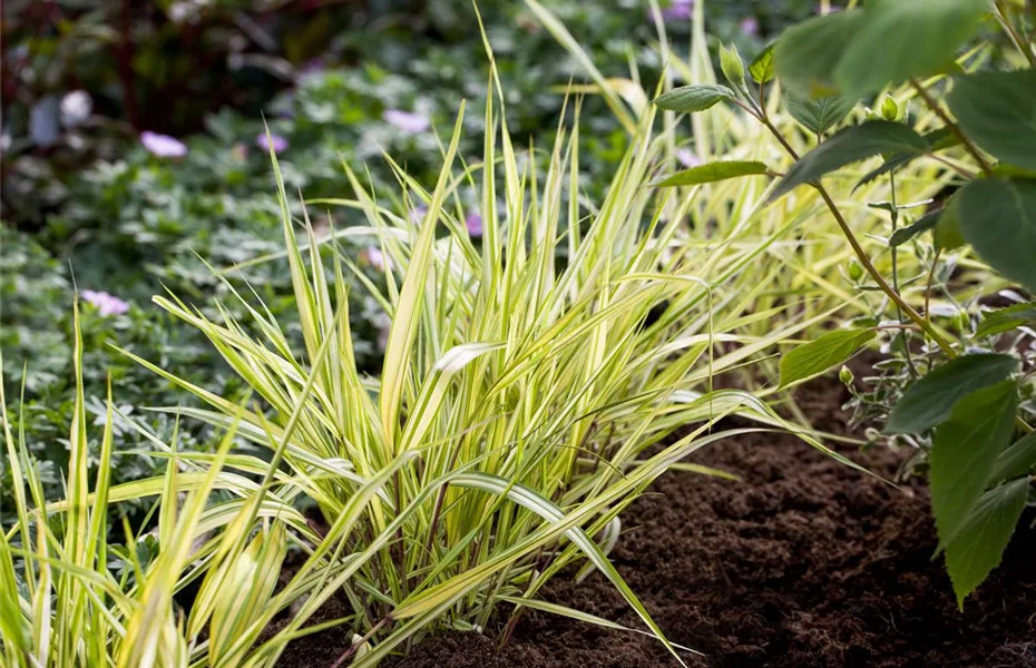 Gräser im Garten – vielseitiger als man denkt!