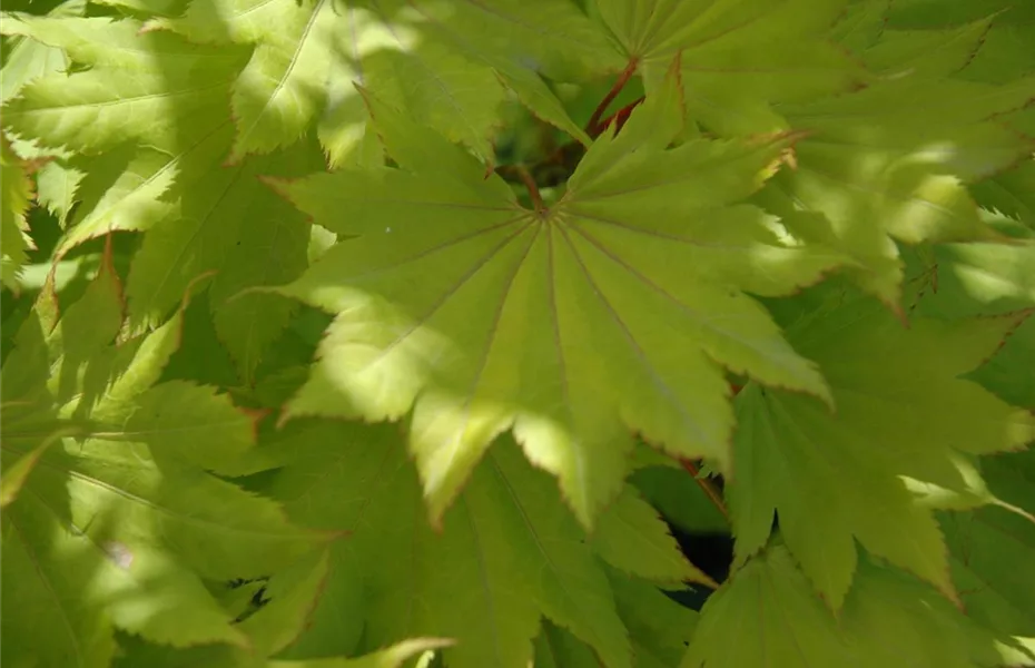 Japanischer Ahorn - asiatisches Flair für den Garten