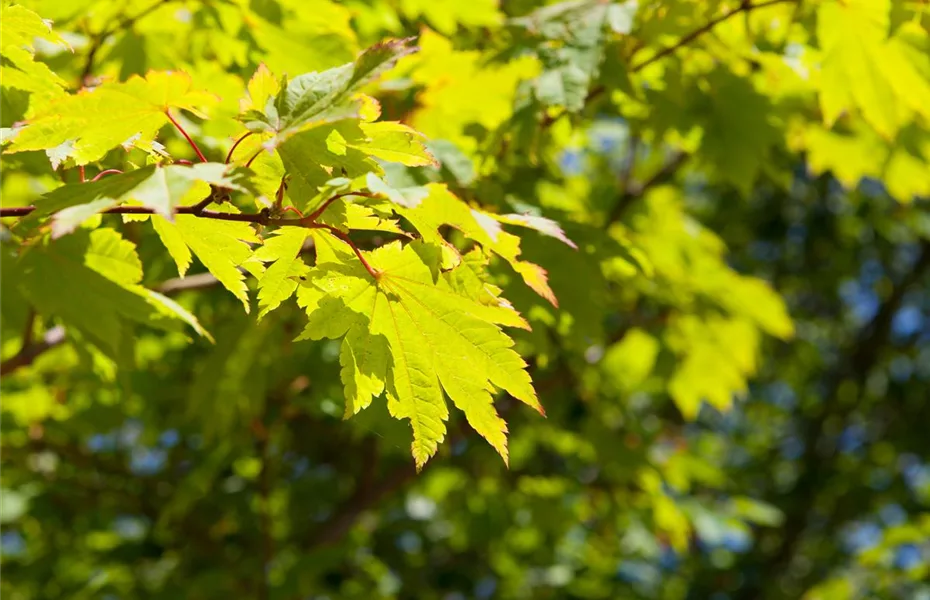 Japanischer Ahorn - asiatisches Flair für den Garten