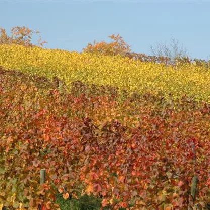 Laubgehölze verwandeln Herbst in Indian Summer