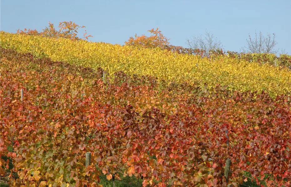 Laubgehölze verwandeln Herbst in Indian Summer